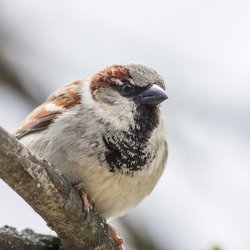 House Sparrow