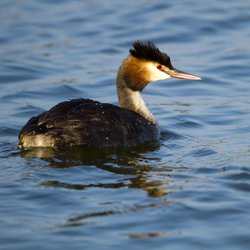 Great Crested Grebe