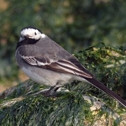 White Wagtail