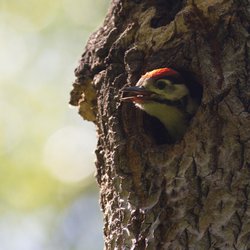 Great Spotted Woodpecker