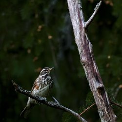 Redwing