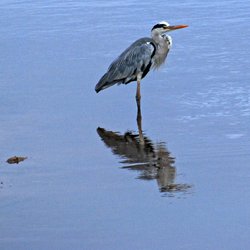Grey Heron