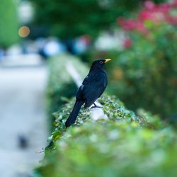 Blackbird