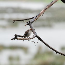 Blackcap