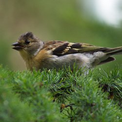 Brambling
