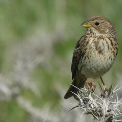 Corn Bunting