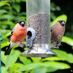 Bullfinch