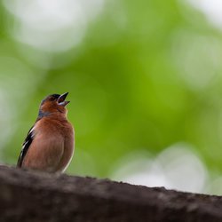 Chaffinch