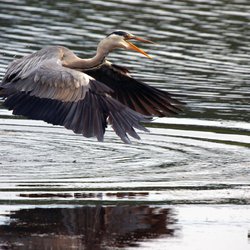 Grey Heron