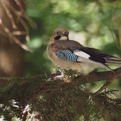 Eurasian Jay