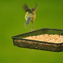 Blue Tit
