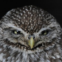 Little Owl