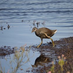 Moorhen