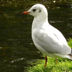 Black-headed Gull