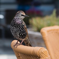 Starling