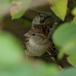 House Sparrow