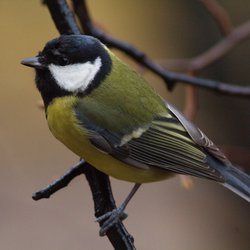 Great Tit