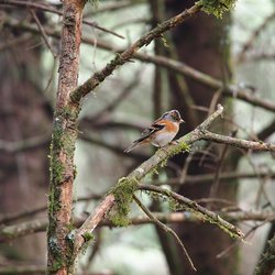 Brambling