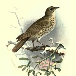Mistle Thrush