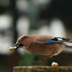 Eurasian Jay