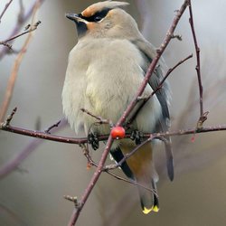 Bohemian Waxwing