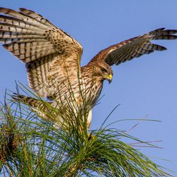 Buzzard