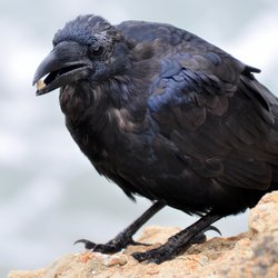 Raven
