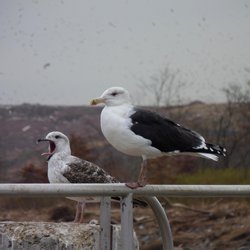 Great Black-backed Gull