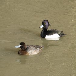 Tufted Duck