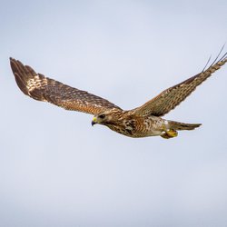 Buzzard