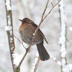 Blackbird