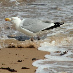 Herring Gull