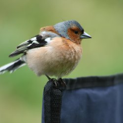 Chaffinch