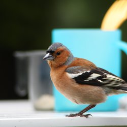 Chaffinch