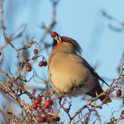 Bohemian Waxwing