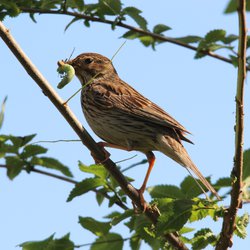 Corn Bunting
