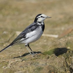 White Wagtail
