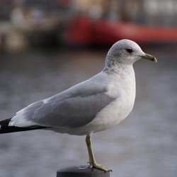 Common Gull