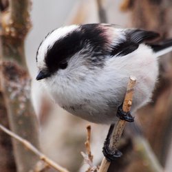 Long-tailed Tit