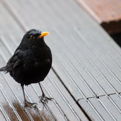 Blackbird