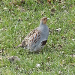 Grey Partridge