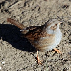 Dunnock