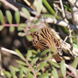 Dunnock
