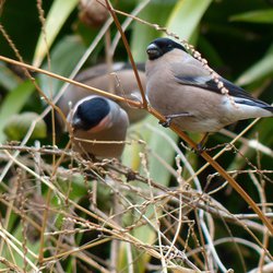 Bullfinch