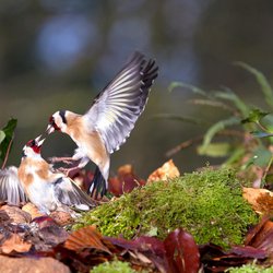 Goldfinch