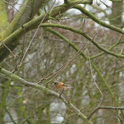 Brambling