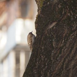 Treecreeper