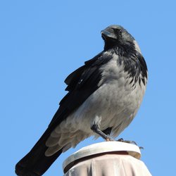 Hooded crow