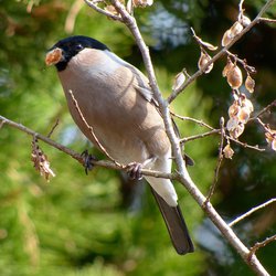 Bullfinch