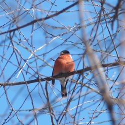 Bullfinch